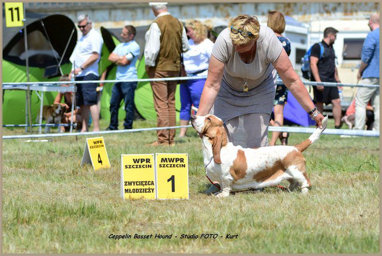 Yazz Lady Barnett's | Basset Hound 