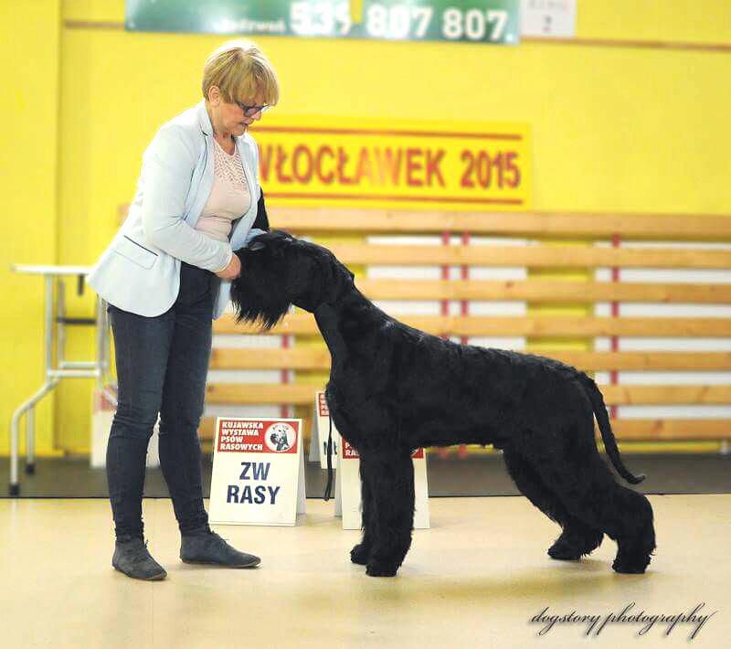 Largo Z Tartaku | Giant Schnauzer 