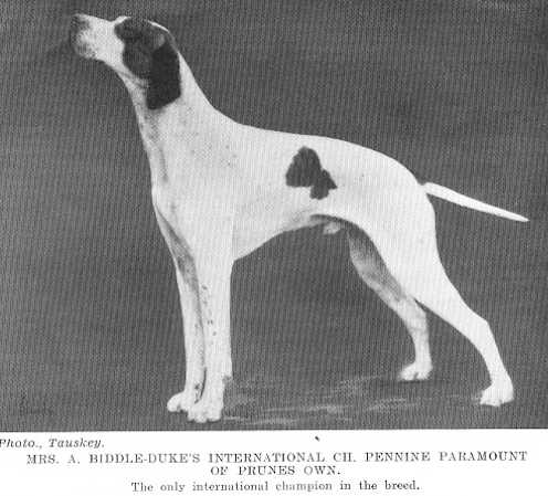 Pennine Paramount of Prune's Own ( late Beechcote Michael) | Pointer 