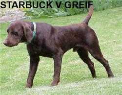 Starbuck v Greif | German Shorthaired Pointer 