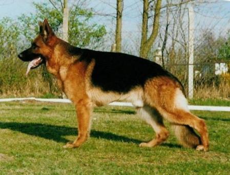 Xanthus vom Baruther Land | German Shepherd Dog 