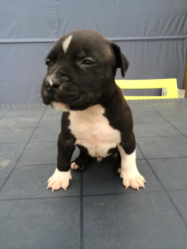 Nicky's Heaven J' Willy-Rock Las Vegas | American Staffordshire Terrier 