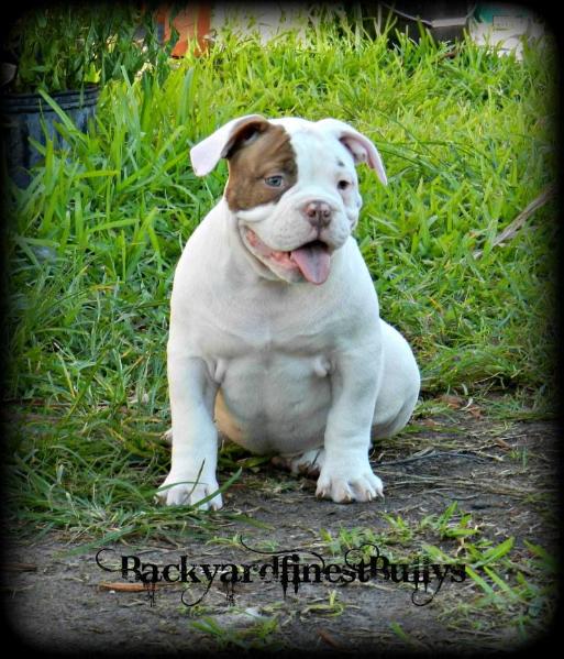 Byfb Monster | American Bulldog 