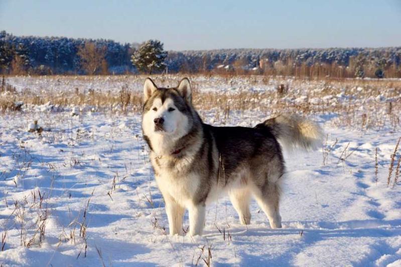 Obereg Zemli Sibirskoy Gefest | Alaskan Malamute 