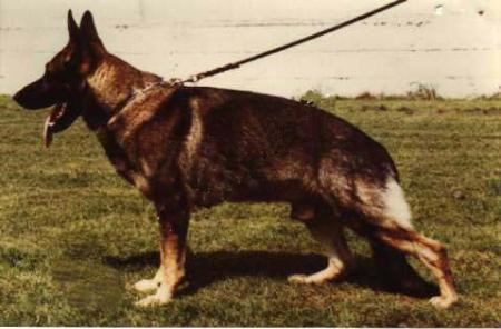 Alk vom Ambassadeur | German Shepherd Dog 