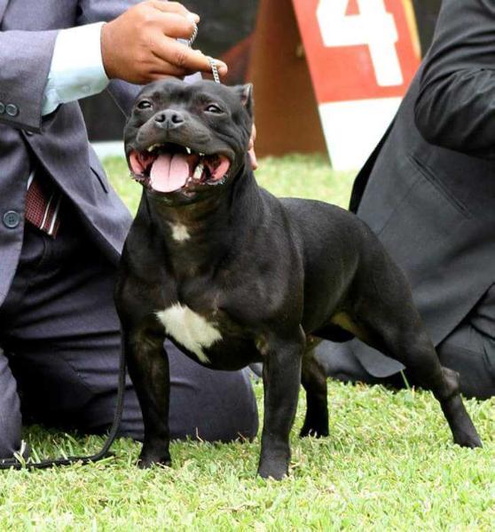 Staffgreen Mercurio Reina en Mac L' Stout | Staffordshire Bull Terrier 