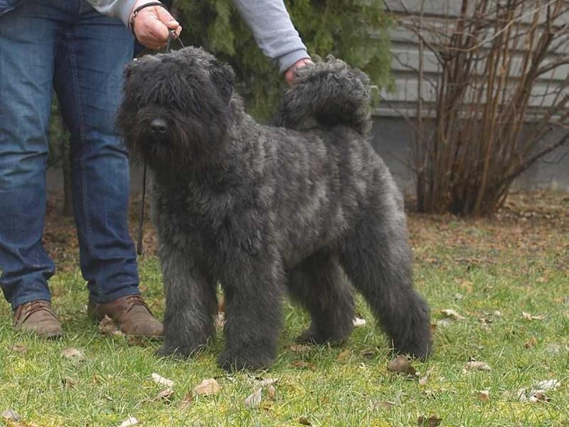 Belle de l'Ami Gris | Bouvier des Flandres 