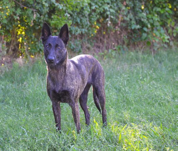 Kole Mountains Evil Rota | Dutch Shepherd 