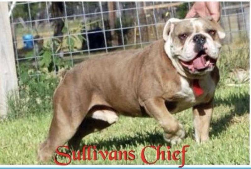 Sullivan's Chief Senquis | Olde English Bulldogge 