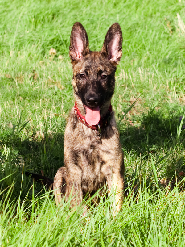 Czylwiks Garbo | Dutch Shepherd 