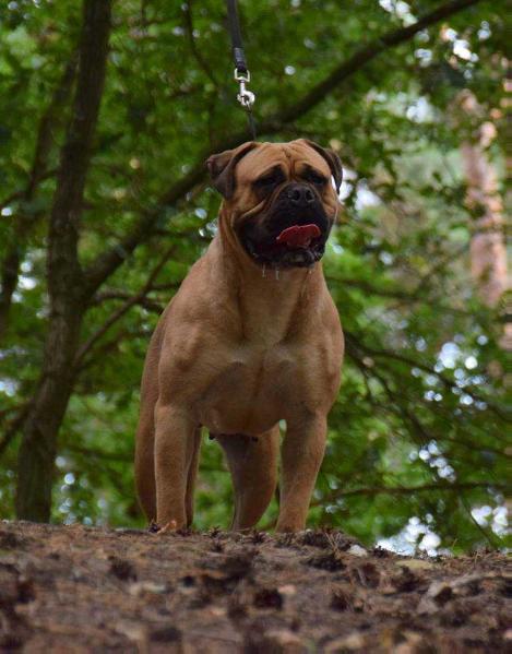 zeta is tamsos | Bullmastiff 