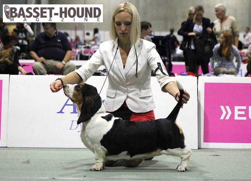 Buffobass Mercedes Toujours Le Premier | Basset Hound 