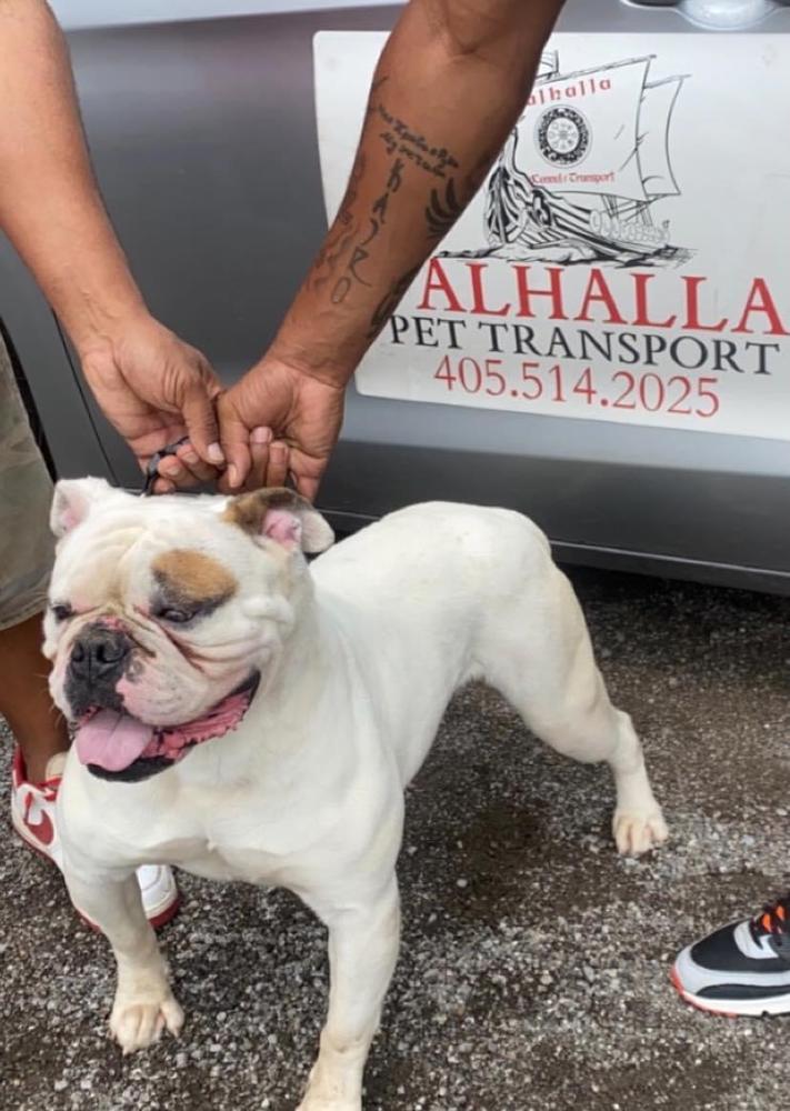 CountrySwaggz Cheshire of Highland's | American Bulldog 