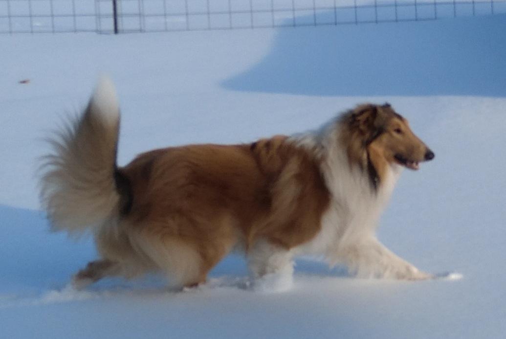 SUTTON'S CAPTAIN OF STARLIGHT HILL | Rough Collie 