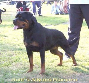 ROTTI'S ALLYANS ROXANNE | Rottweiler 