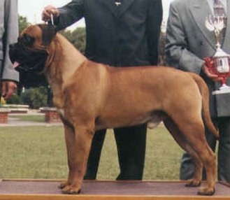 Russell golden red | Bullmastiff 