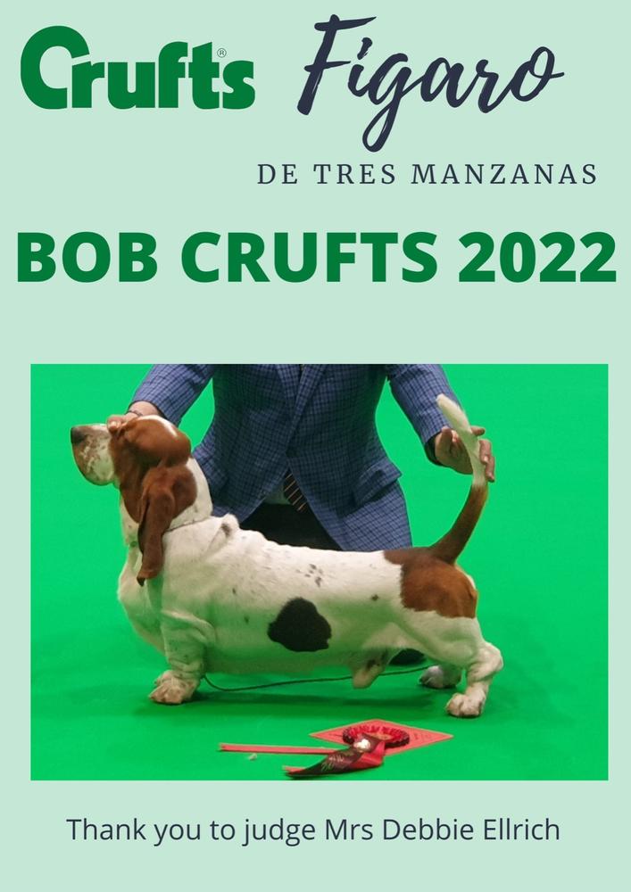 Figaro de Tres Manzanas | Basset Hound 