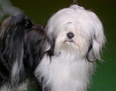 TSERING KUNGO DAWA OF GULGATES | Tibetan Terrier 