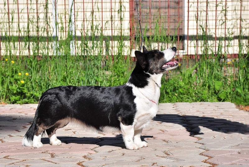 Zonenvelt Eve Ailis | Cardigan Welsh Corgi 