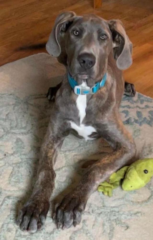 Buck Creek Leo Of NRD | Great Dane 
