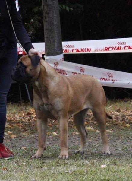 Blaze of Glory Dei Guardiani di Windsor | Bullmastiff 
