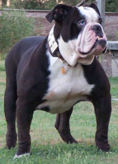 DAWSON Creek Preist | Olde English Bulldogge 