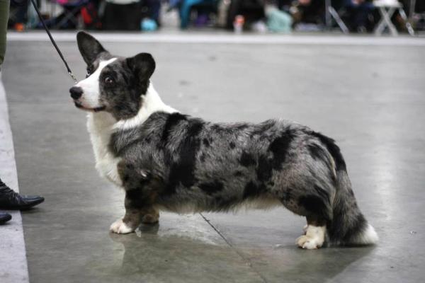 Trafox Blue of Diamonds | Cardigan Welsh Corgi 