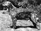 Kane from the Good Heath | Irish Wolfhound 