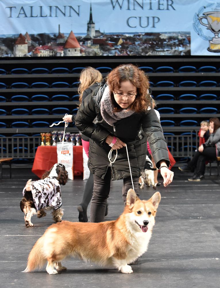 Style Life Insight | Pembroke Welsh Corgi 