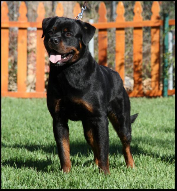 Jeff vom Neunkircher Schloss | Rottweiler 