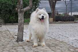 Tuz bubnovii iz legendu yuga rosii | Samoyed 