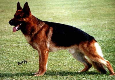 Paka Elch | German Shepherd Dog 