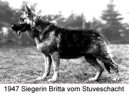 Britta vom Stüveschacht | German Shepherd Dog 