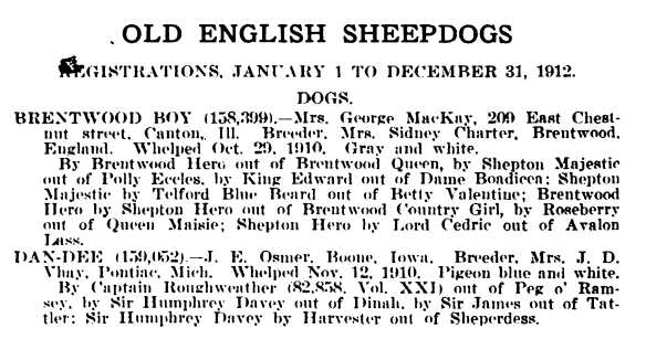 Brentwood Roy | Old English Sheepdog 