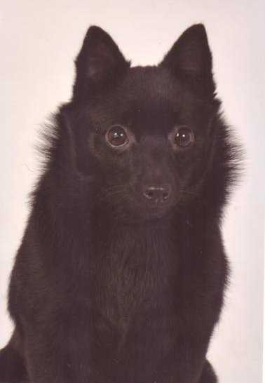 Isaure du Dragon Rouge de Jupiter | Schipperke 