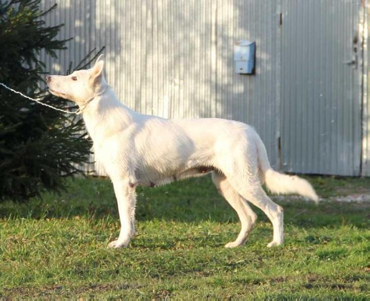 Arianna Martel | White Swiss Shepherd Dog 