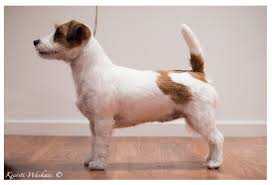 Kjennekroken's Miss Golddesign | Jack Russell Terrier 