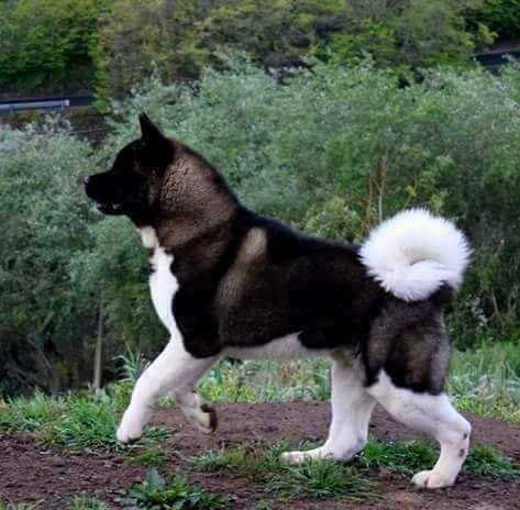 Wolfmont Argus | Akita 