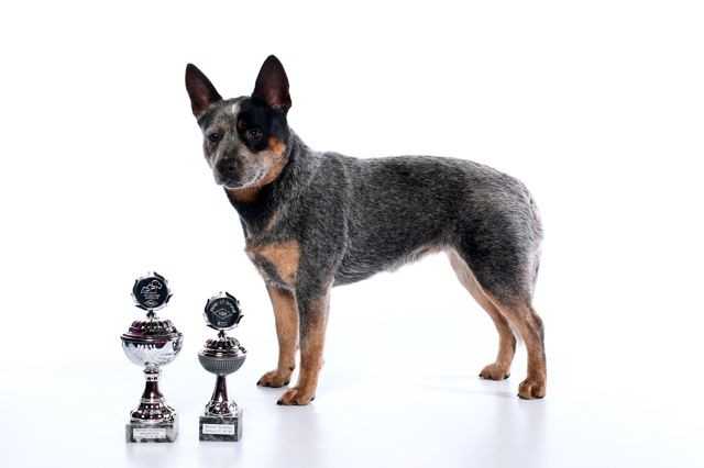 VA BENE LIMITED EDITION | Australian Cattle Dog 