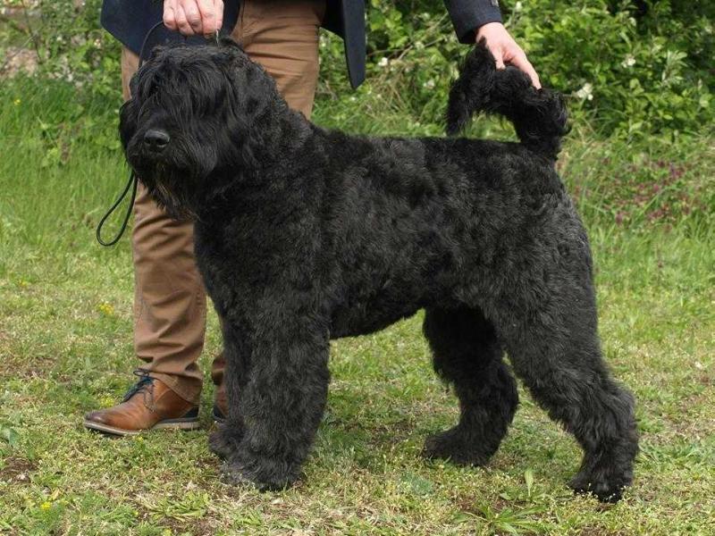 Alpha de l'Ami Gris | Bouvier des Flandres 