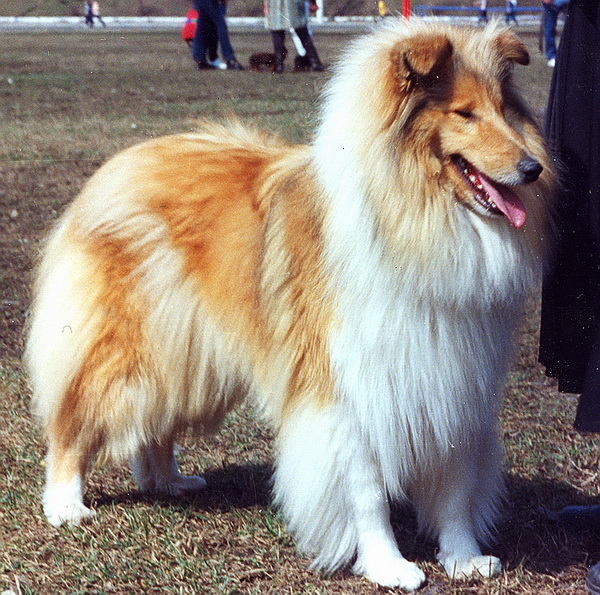 OLD GOLDEN GATES SWEET CHARITY | Rough Collie 