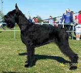 Dance of Life Blessed Event | Giant Schnauzer 