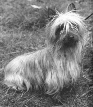 Bowenvale Murray | Silky Terrier 