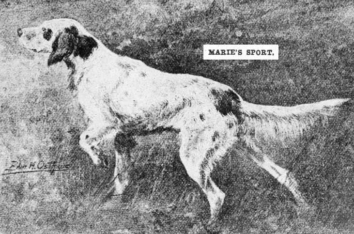 Marie's Sport | English Setter 