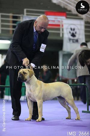 Viki del MCD | Bullmastiff 