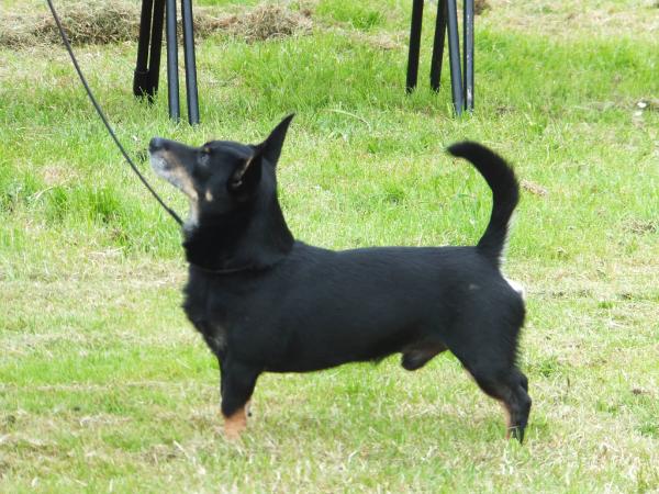 Traqdean Hova Ethan | Lancashire Heeler 