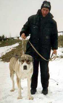 Hazra owner Romanovets | Central Asian Shepherd Dog 