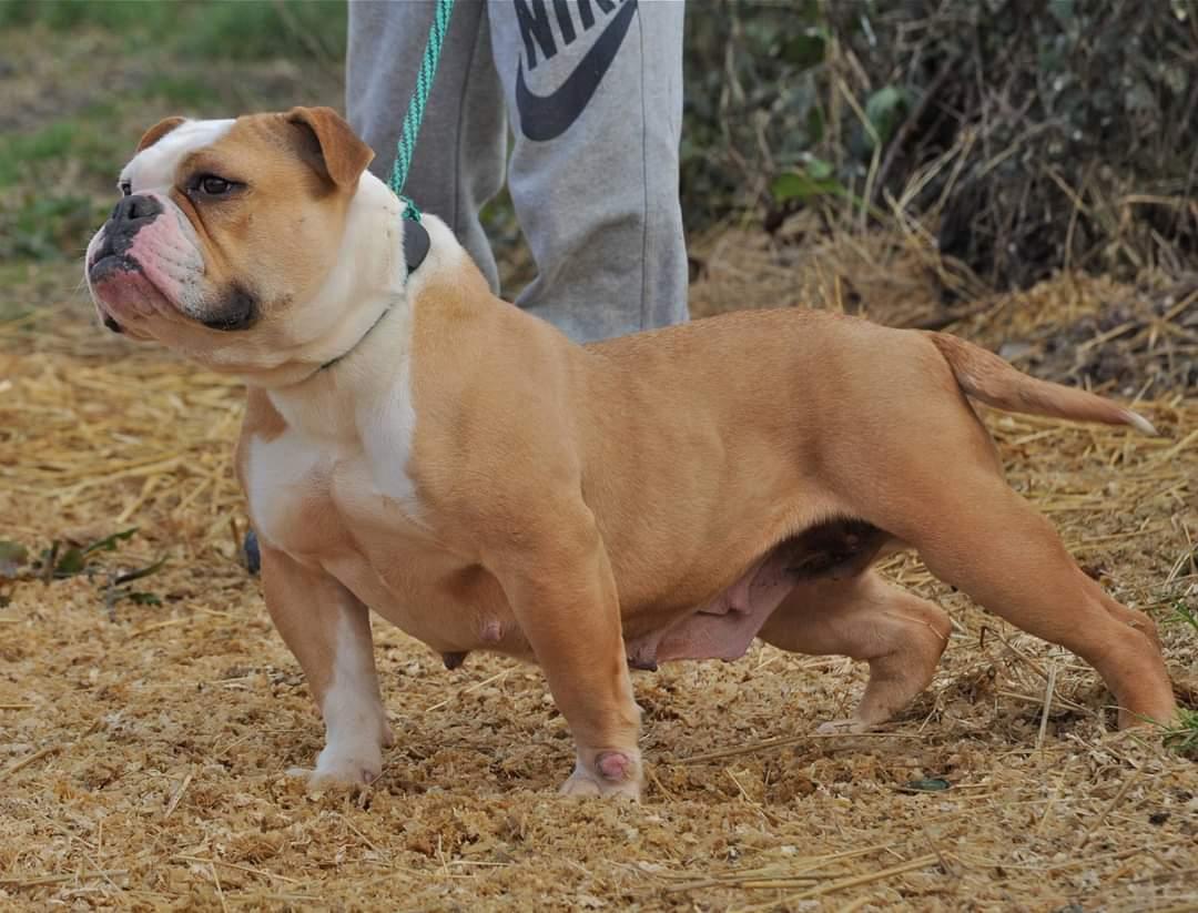 Nbbz' Redz | Olde English Bulldogge 