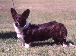 I'm Love of St. Hilaire's Park | Cardigan Welsh Corgi 