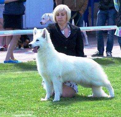 Royal treasure snow avalanche | White Swiss Shepherd Dog 